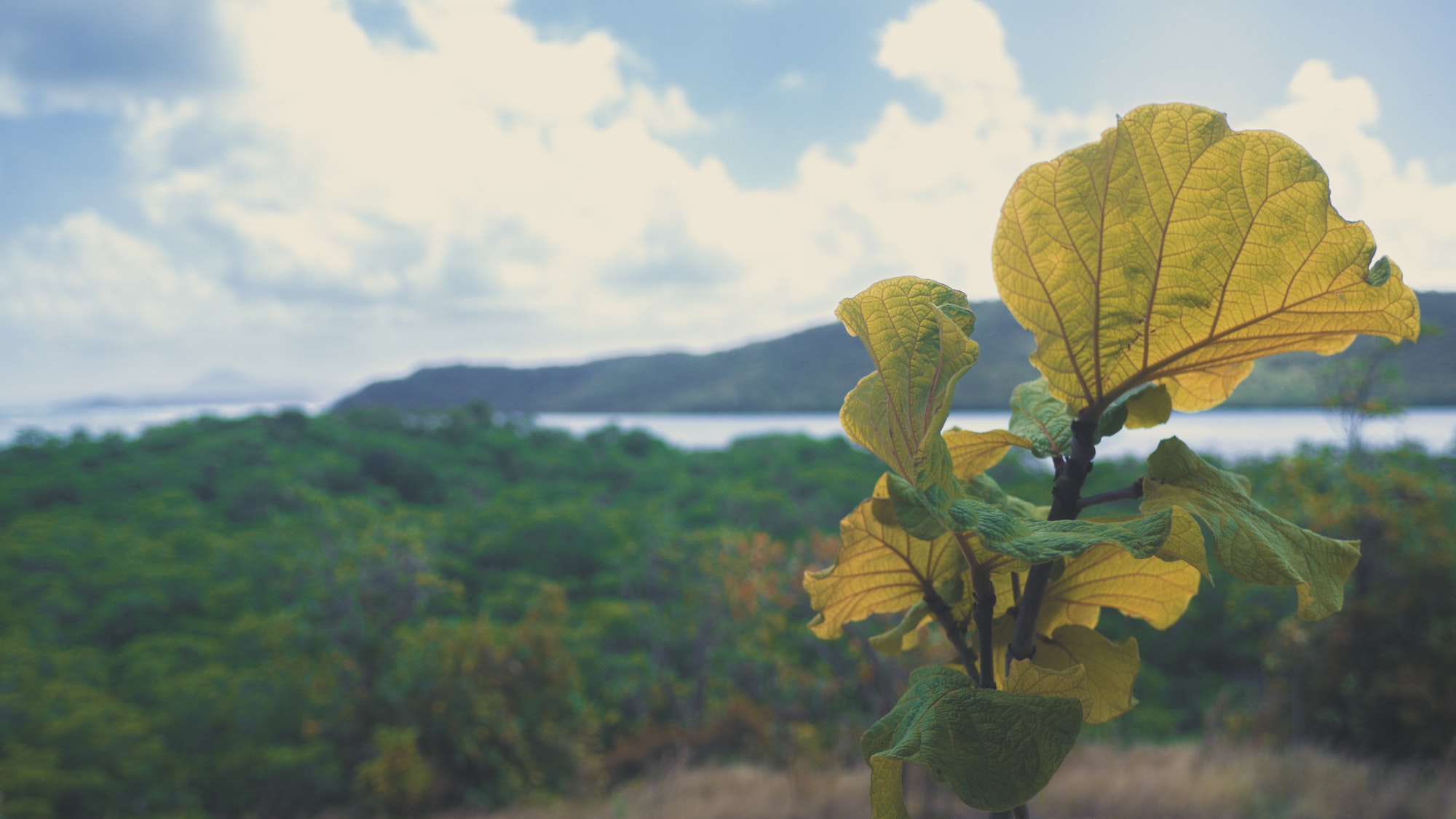 Caribbean leaf close up (Martinique)
