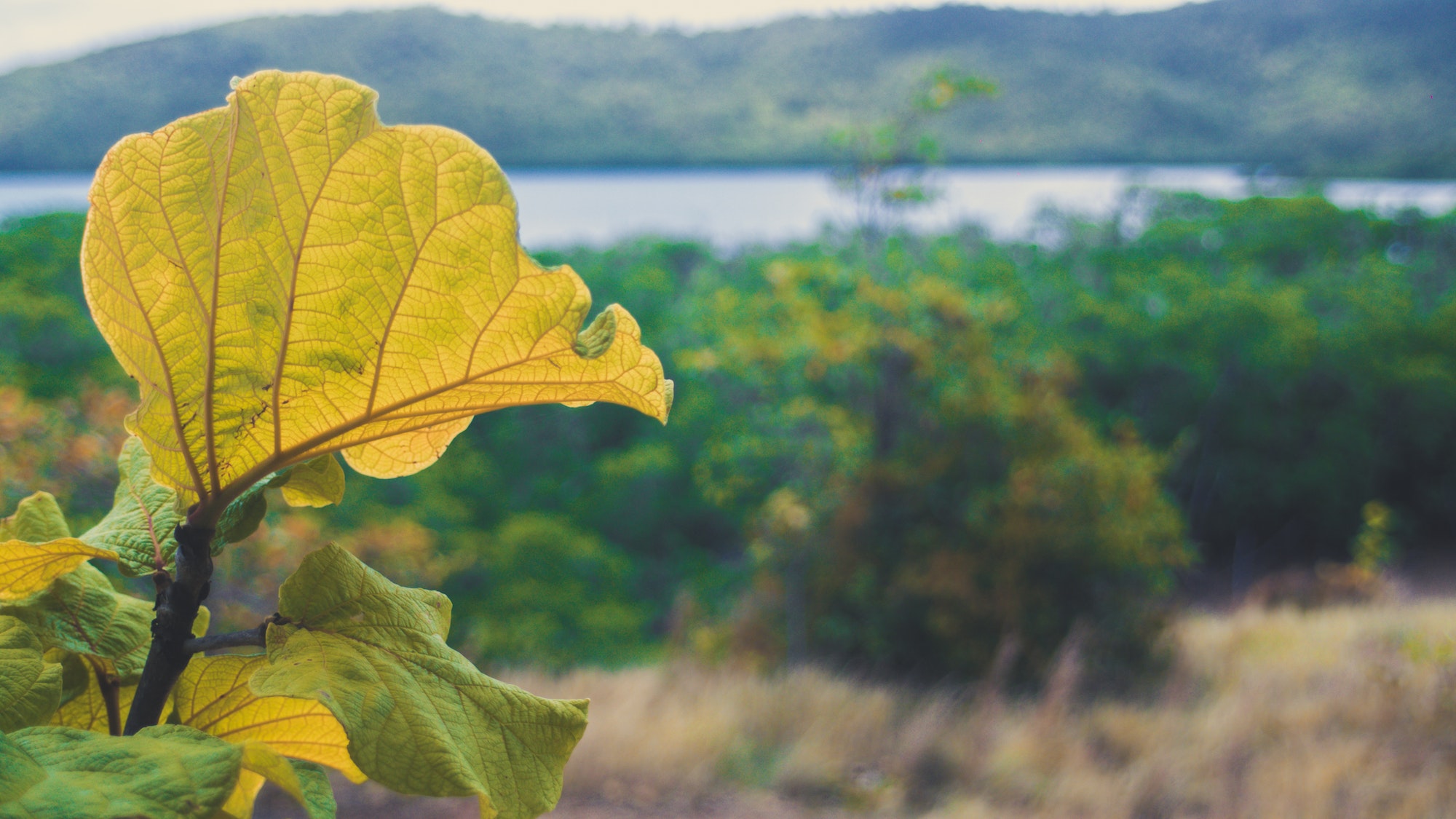 Caribbean leaf close up